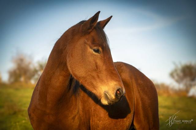 Merrie Welsh Partbred Te koop 2023 Donker bruin / bai ,  RUFUS ELVEY
