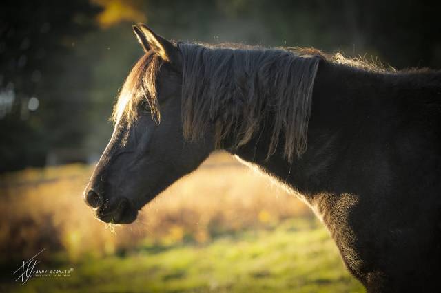 Veulen (vr) Welsh Partbred Te koop 2024 Bruin / Bai ,  RUFUS ELVEY