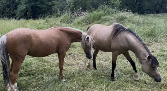 Merrie Welsh Partbred Te koop 2023 Isabel