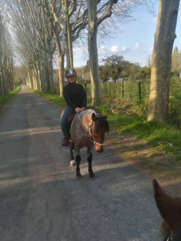 Dekhengst Ras onbekend Te koop 2011 Bruinroan