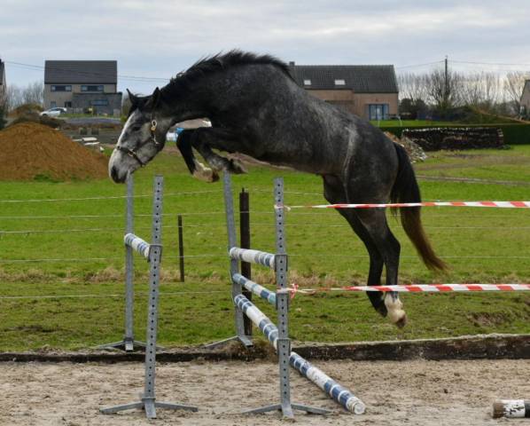 Dekhengst Zangersheide Te koop 2023 Schimmel