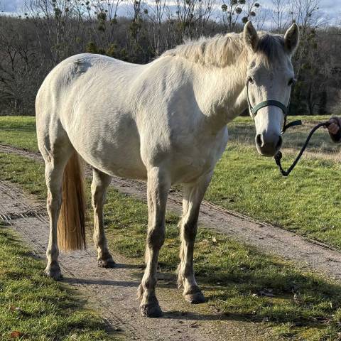 Merrie Connemara Te koop 2020 Schimmel ,  Punch du Mesnil