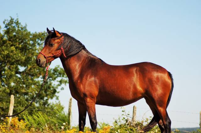 Merrie Landais Te koop 2022 Donker bruin / bai