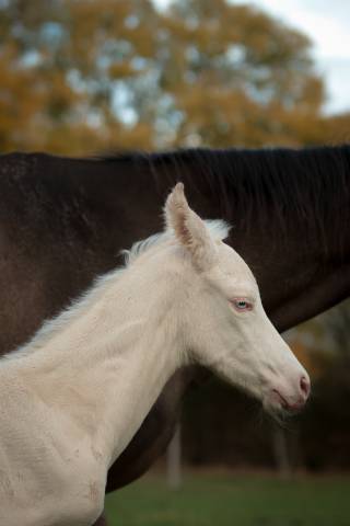 Veulen (ml) Akhal-Teke Te koop 2025 Perlino ,  SHKARA IZLAYON