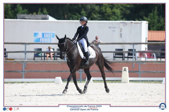 Ruin Franse rijpony PFS Te koop 2011 Zwart ,  HILKENS BLACK DELIGHT