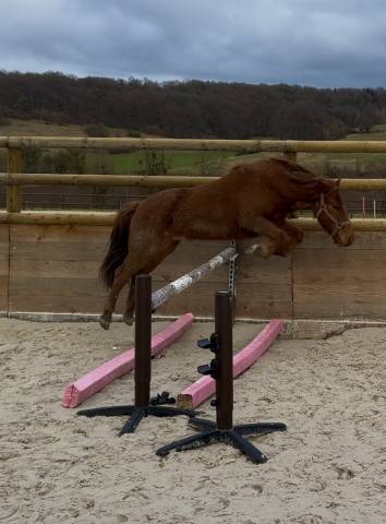 Ruin Pottok Te koop 2021 Vos