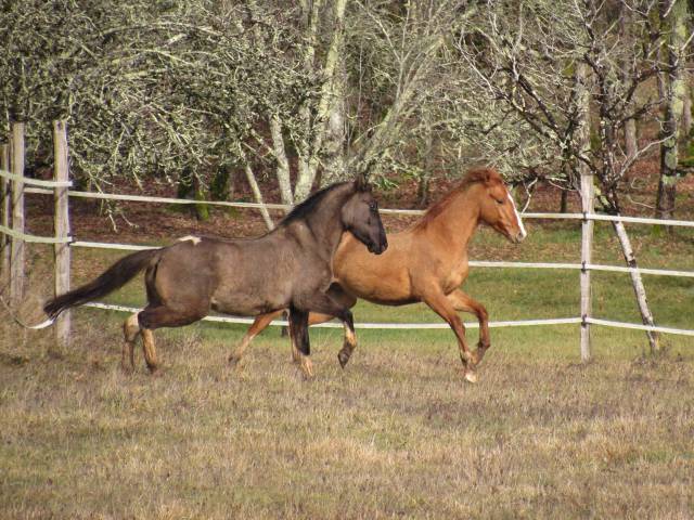 Merrie Andere pony rassen Te koop 2022 Muisgrijs