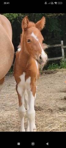 Veulen (vr) Franse rijpony PFS Te koop 2025 Bontzwart