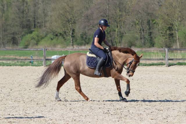 Merrie Andere pony rassen Te koop 2019 Vos ,  Kanca