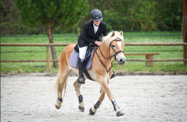Ruin Haflinger Te koop 2017 Vos