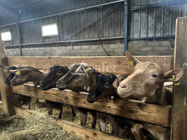 Schapen exploitatie Koop Charente