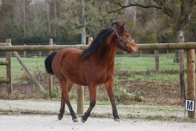 Merrie New Forest Te koop 2024 Donker bruin / bai ,  L'ancelot du m&eacute;nage