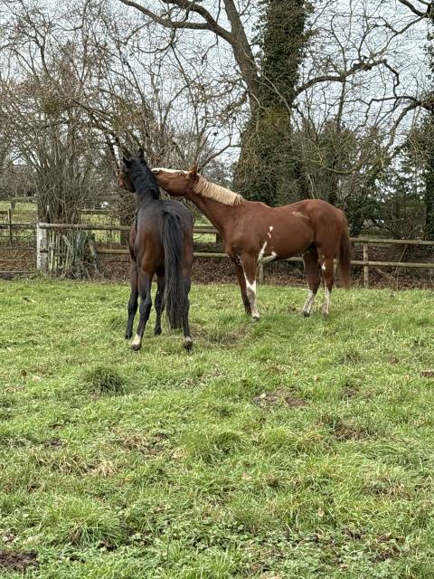 Paarden verzorger - Freelance contract Deeltijds - Calvados Frankrijk