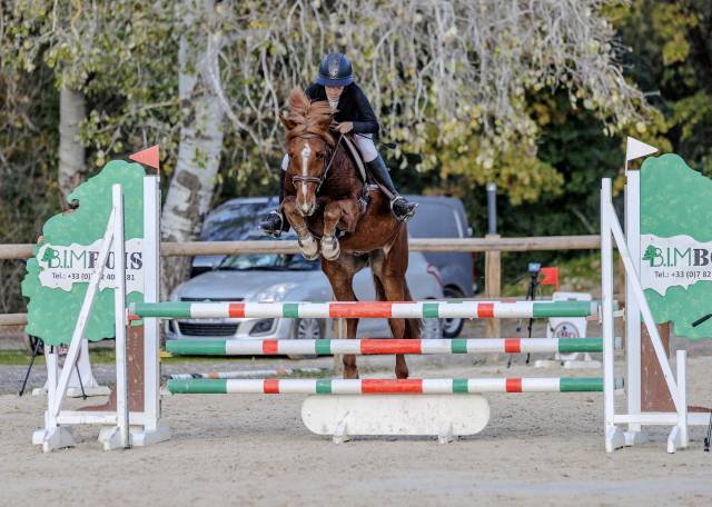 Ruin Franse rijpony PFS Te koop 2019 Vos