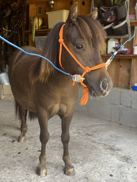 Hengst Bekend ras Te koop 2022 Appaloosa