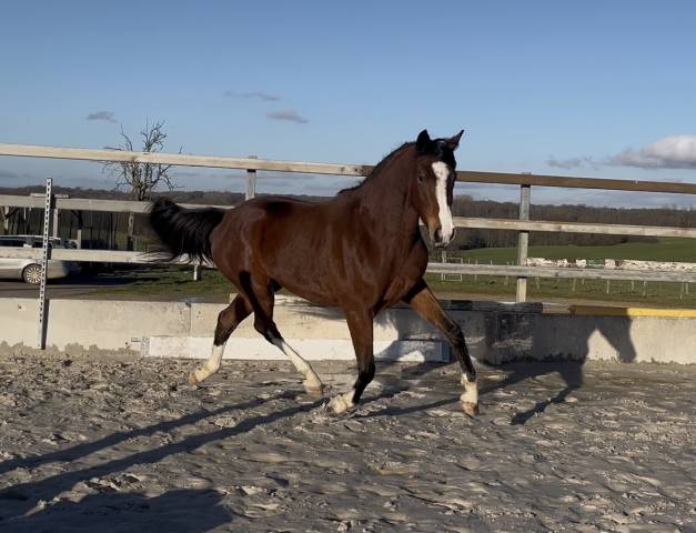Merrie Zangersheide Te koop 2023 Donker bruin / bai