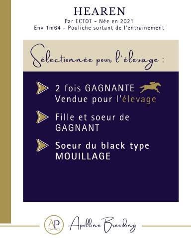 Merrie Volbloed Te koop 2021 Donker bruin / bai