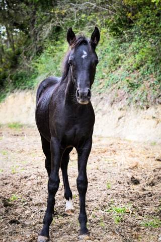 Veulen (ml) Franse rijpony PFS Te koop 2025 Zwart ,  VOLUPTO DES BOURDONS