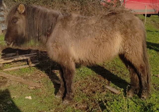 Merrie Bekend ras Te koop 2024 Muisgrijs ,  SLOUP STARQUETAN