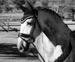 Ruin PRE Puur Ras Spaans Te koop 2020 Schimmel