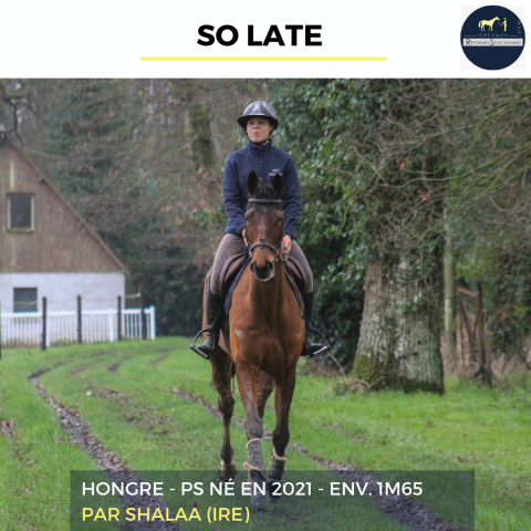 Ruin Volbloed Te koop 2021 Donker bruin / bai ,  SHALAA