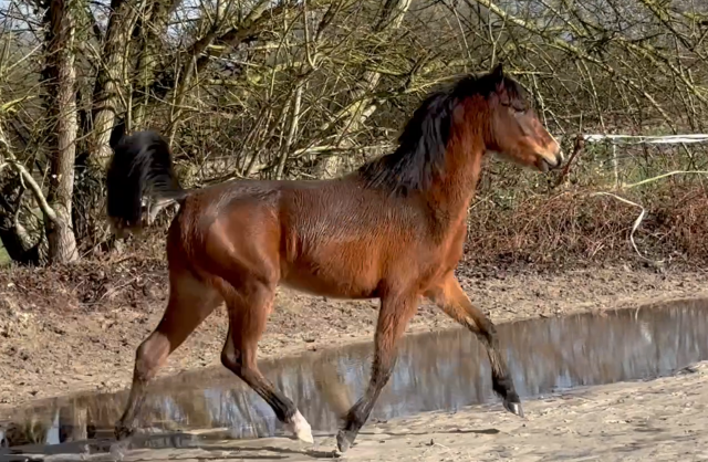 Merrie Franse rijpony PFS Te koop 2024 Donker bruin / bai ,  RM MOST BEAUTIFULL BOY