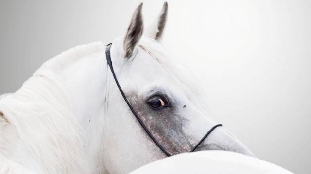 Hippisch vastgoed Koop Gard