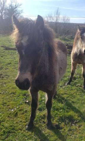 Veulen (ml) New Forest Te koop 2025 Isabel ,  UTRILLO D'ARQUETAN