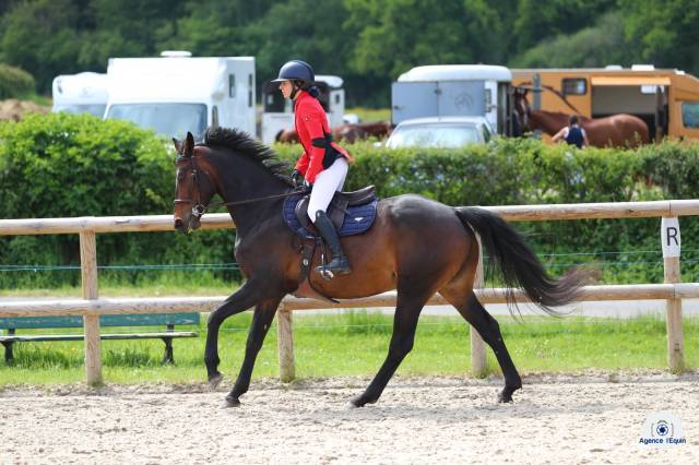 Merrie Zangersheide Te koop 2018 Bruin / Bai