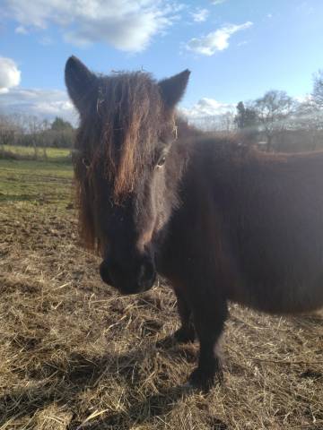 Hengst Bekend ras Te koop 2023 Zwart ,  SLOUP STARQUETAN