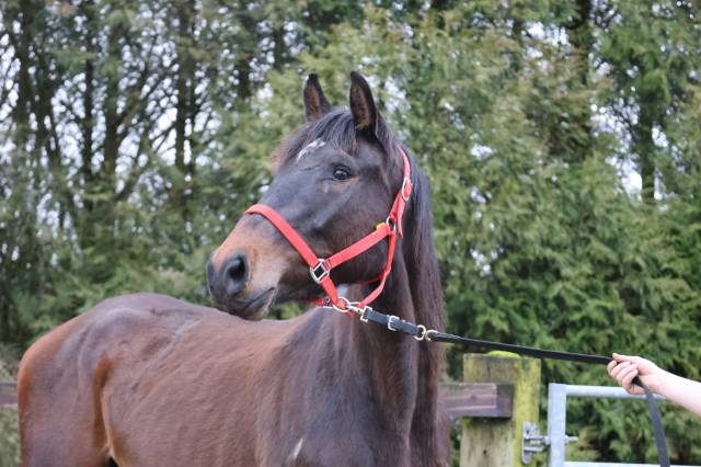 Merrie Zangersheide Te koop 2022 Donker bruin / bai