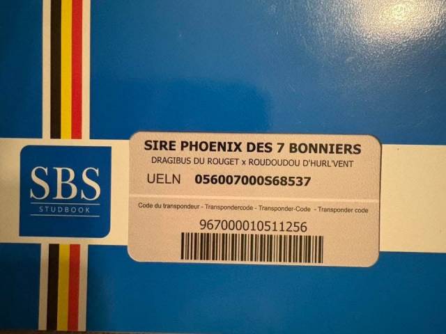 Veulen (ml) Belgische pony Te koop 2024 Vos ,  Dragibus du rouget