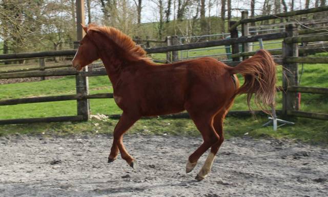 Merrie Franse rijpony PFS Te koop 2022 Vos ,  Goldwyn d&rsquo;embets