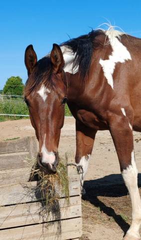 Dekhengst Zangersheide Te koop 2024 Bont