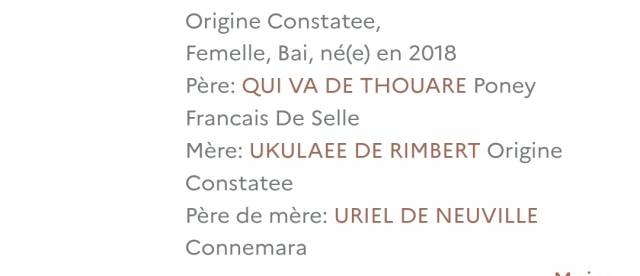 Merrie Bekend ras Te koop 2018 Donker bruin / bai