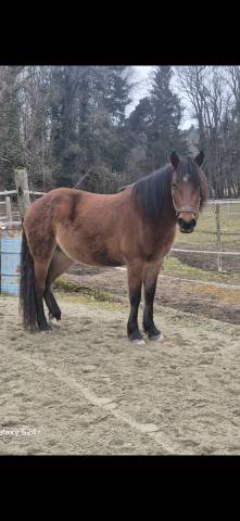 Merrie Ras onbekend Te koop 2022 Donker bruin / bai