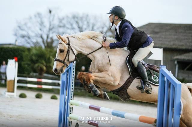 Ruin Welsh Pony (Section D), Welsh Cob  Te koop 2018 Palomino