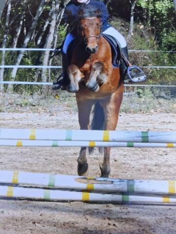 Ruin Welsh Pony (Section B) Te koop 2021 Donker bruin / bai