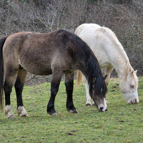 Hengst Welsh Pony (Section C) Te koop 2023 Donker bruin / bai