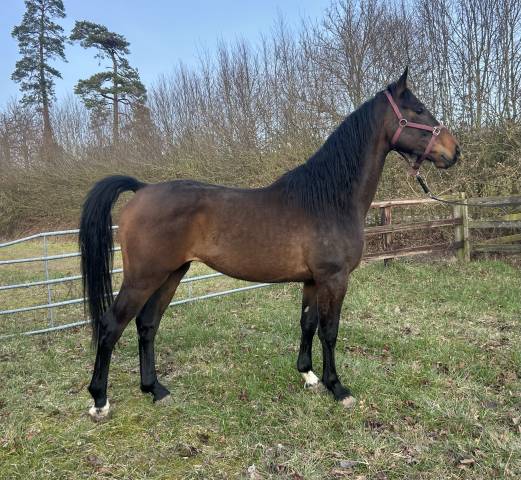 Ruin Bekend ras Te koop 2022 Donker bruin / bai