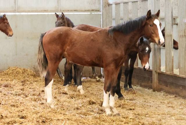 Veulen (ml) Zangersheide Te koop 2025 Donker bruin / bai