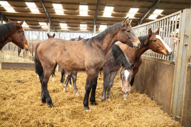 Veulen (vr) Zangersheide Te koop 2025 Schimmel