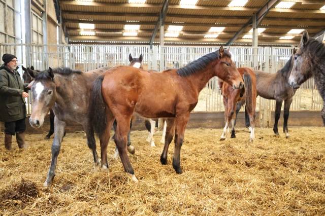 Ruin Zangersheide Te koop 2025 Donker bruin / bai