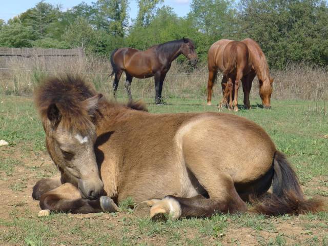 Veulen (ml) Welsh Partbred Te koop 2025 Isabel