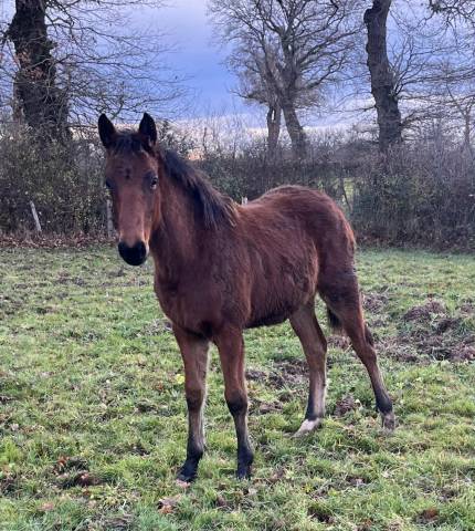 Veulen (ml) Selle Fran&ccedil;ais Te koop 2025 Donker bruin / bai