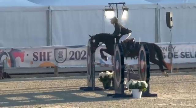 Merrie Bekend ras Te koop 2020 Zwart