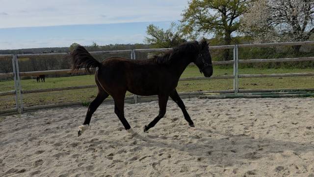Veulen (vr) Bekend ras Te koop 2025 Donker bruin / bai