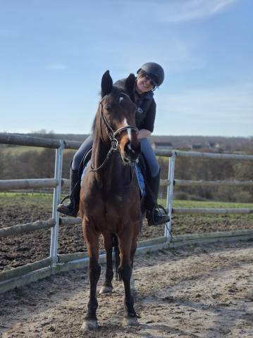 Merrie Selle Fran&ccedil;ais Te koop 2008 Donker bruin / bai