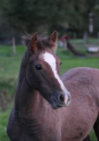 Veulen (vr) Welsh Partbred Te koop 2025 Schimmel ,  Lonesome k dragwyddol