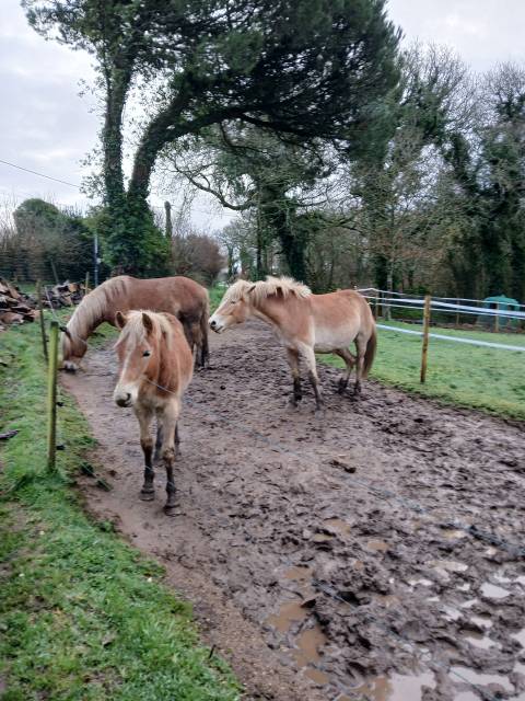 Veulen (ml) Haflinger Te koop 2025 Vos